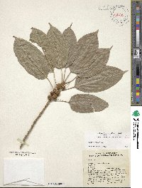 Ficus virens image