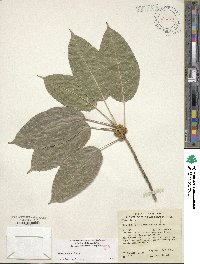 Ficus virens image