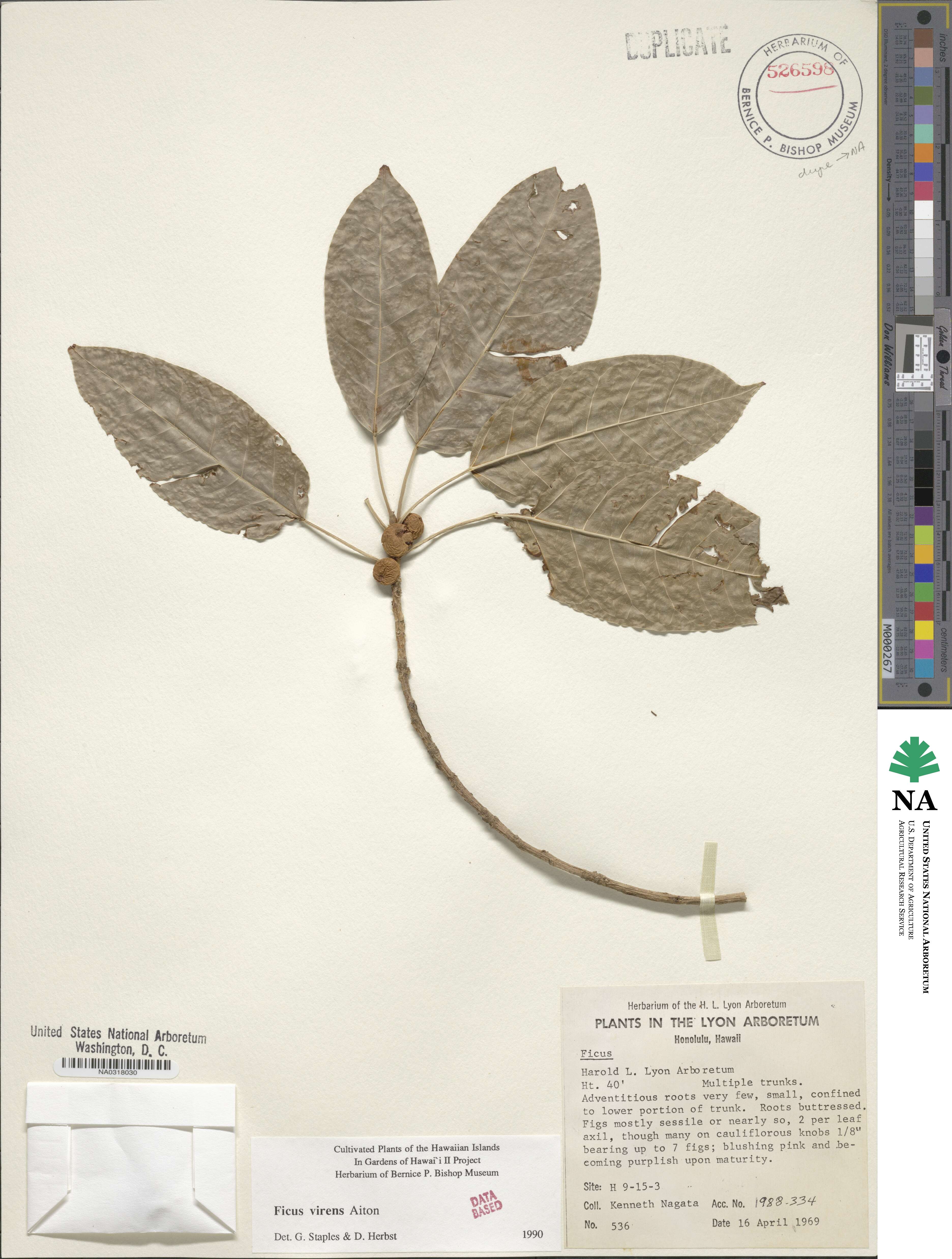 Ficus virens image