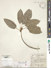 Ficus virens image