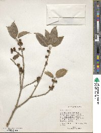 Ficus virens image