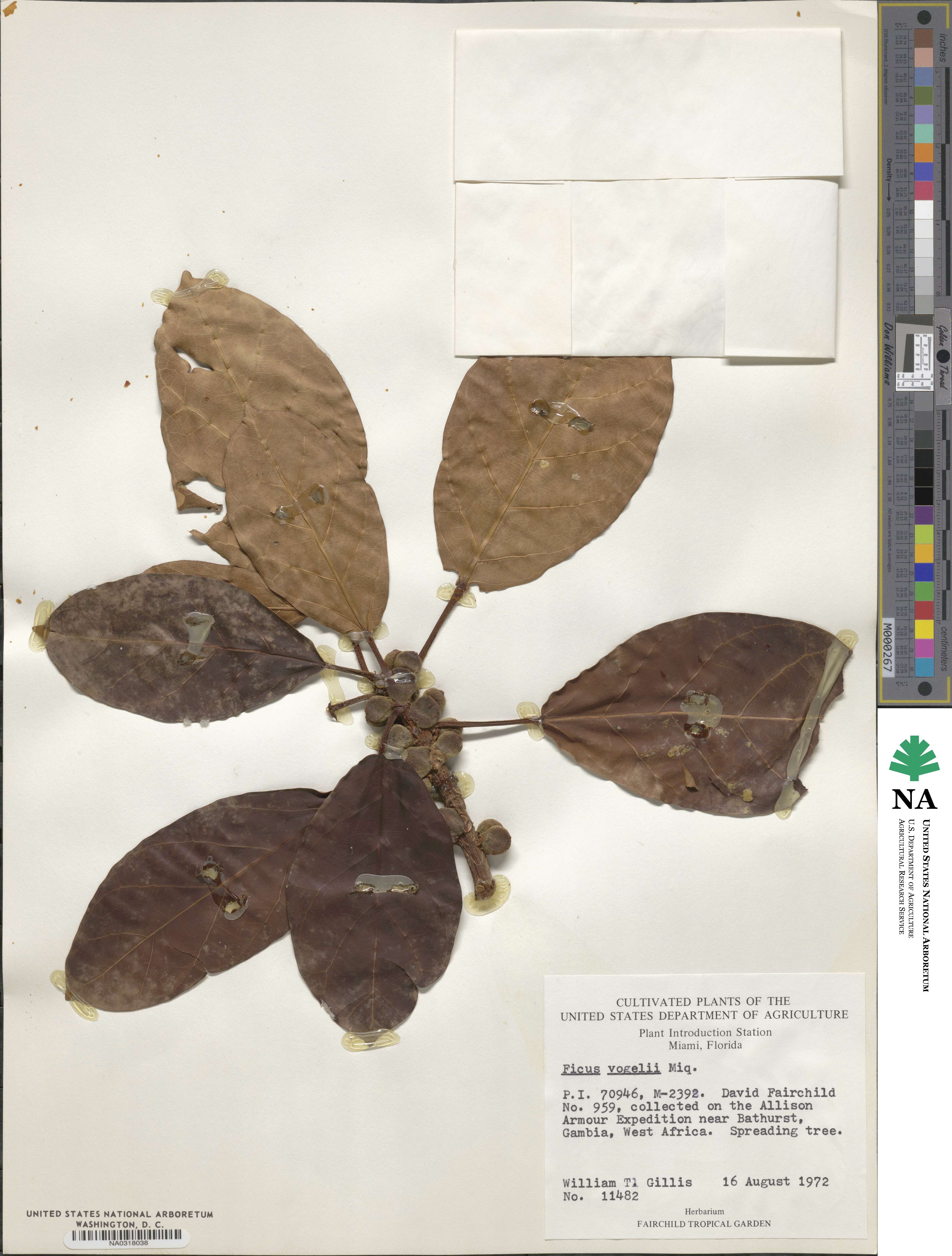 Ficus lutea image