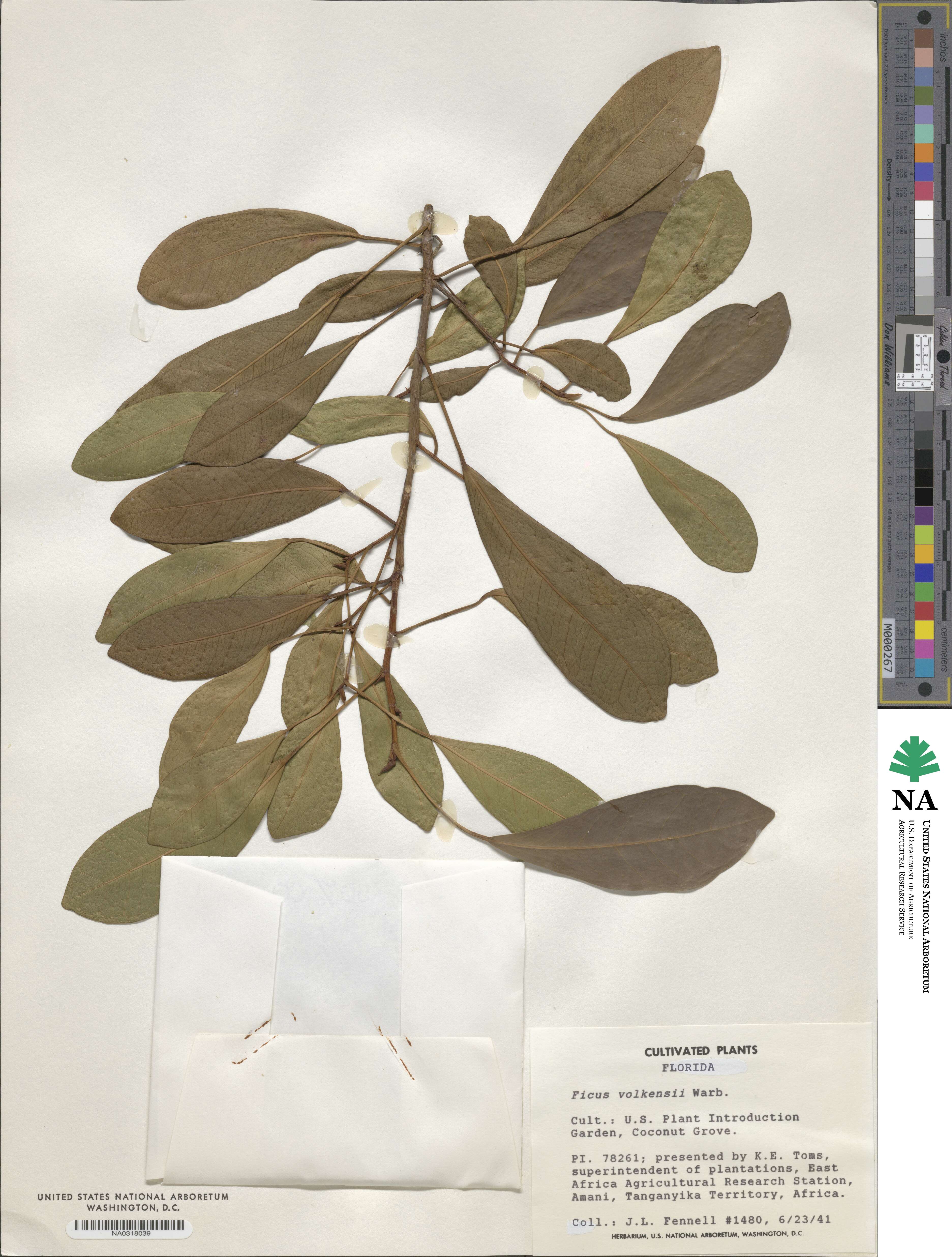 Ficus natalensis image