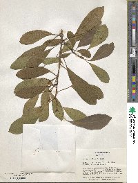 Ficus natalensis subsp. natalensis image