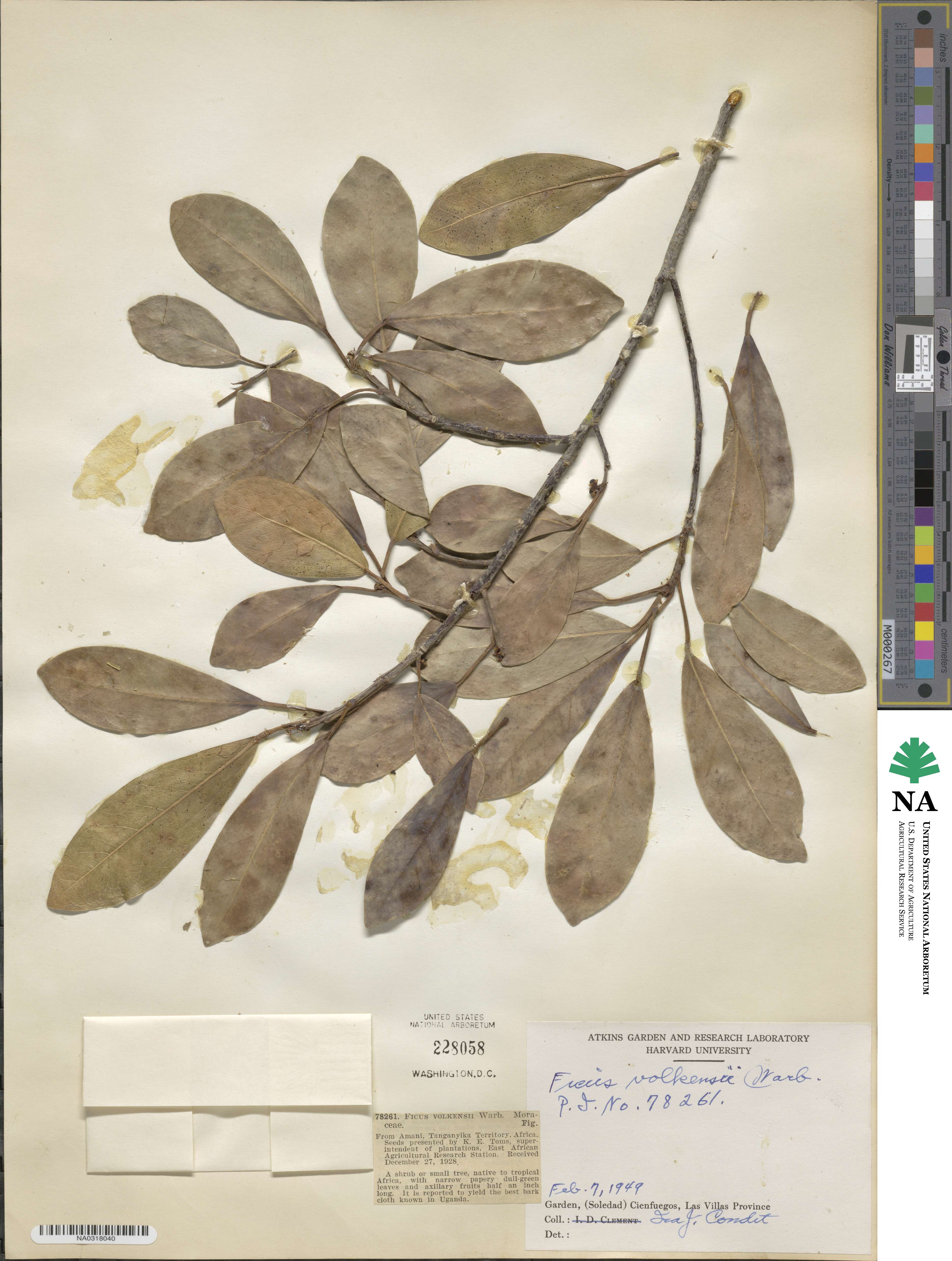 Ficus natalensis image