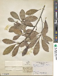 Ficus natalensis subsp. natalensis image