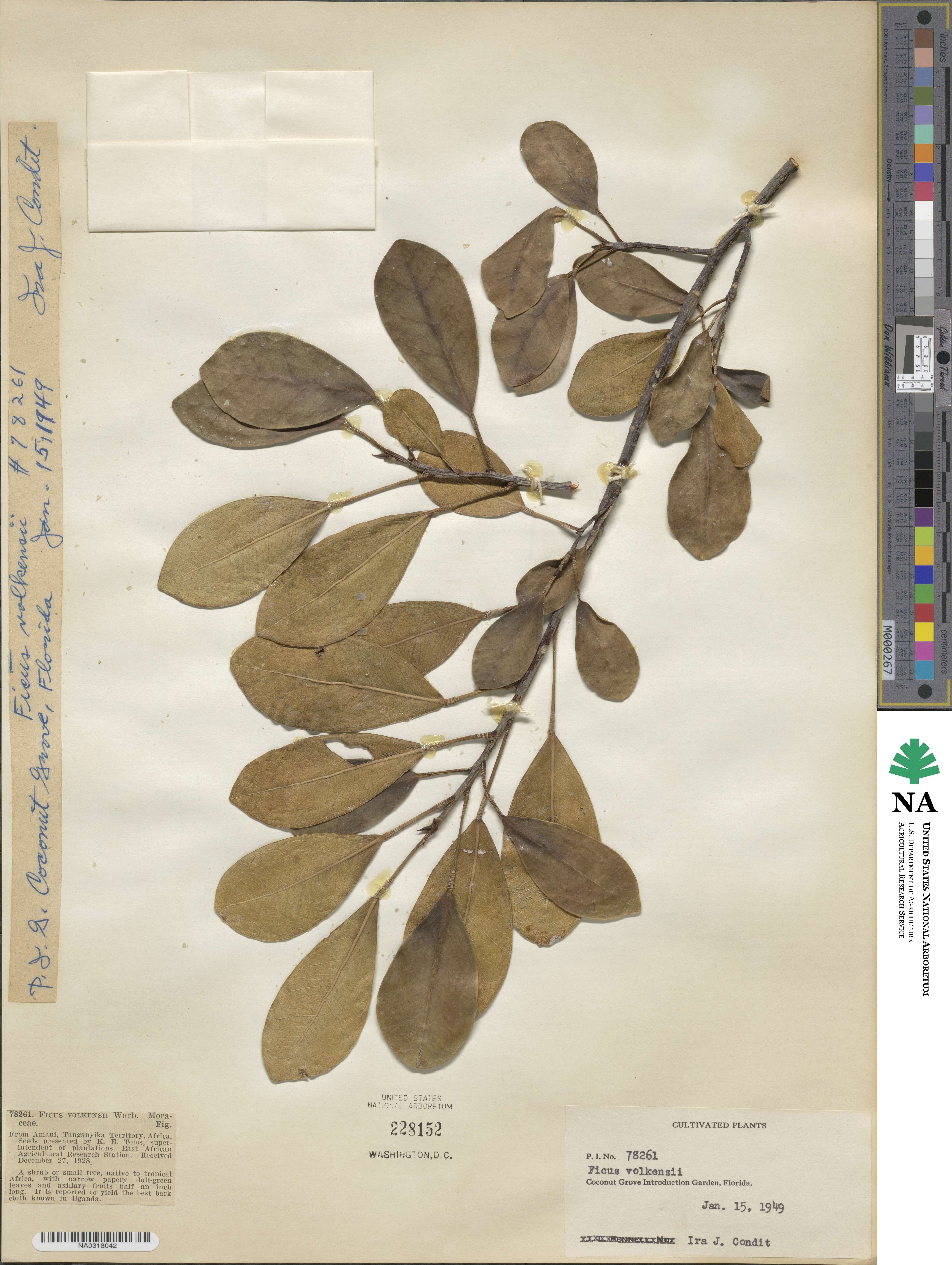 Ficus natalensis subsp. natalensis image