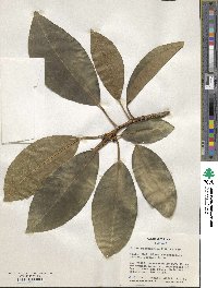 Ficus watkinsiana image