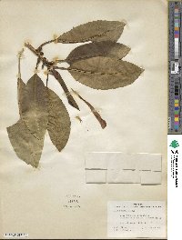 Ficus watkinsiana image