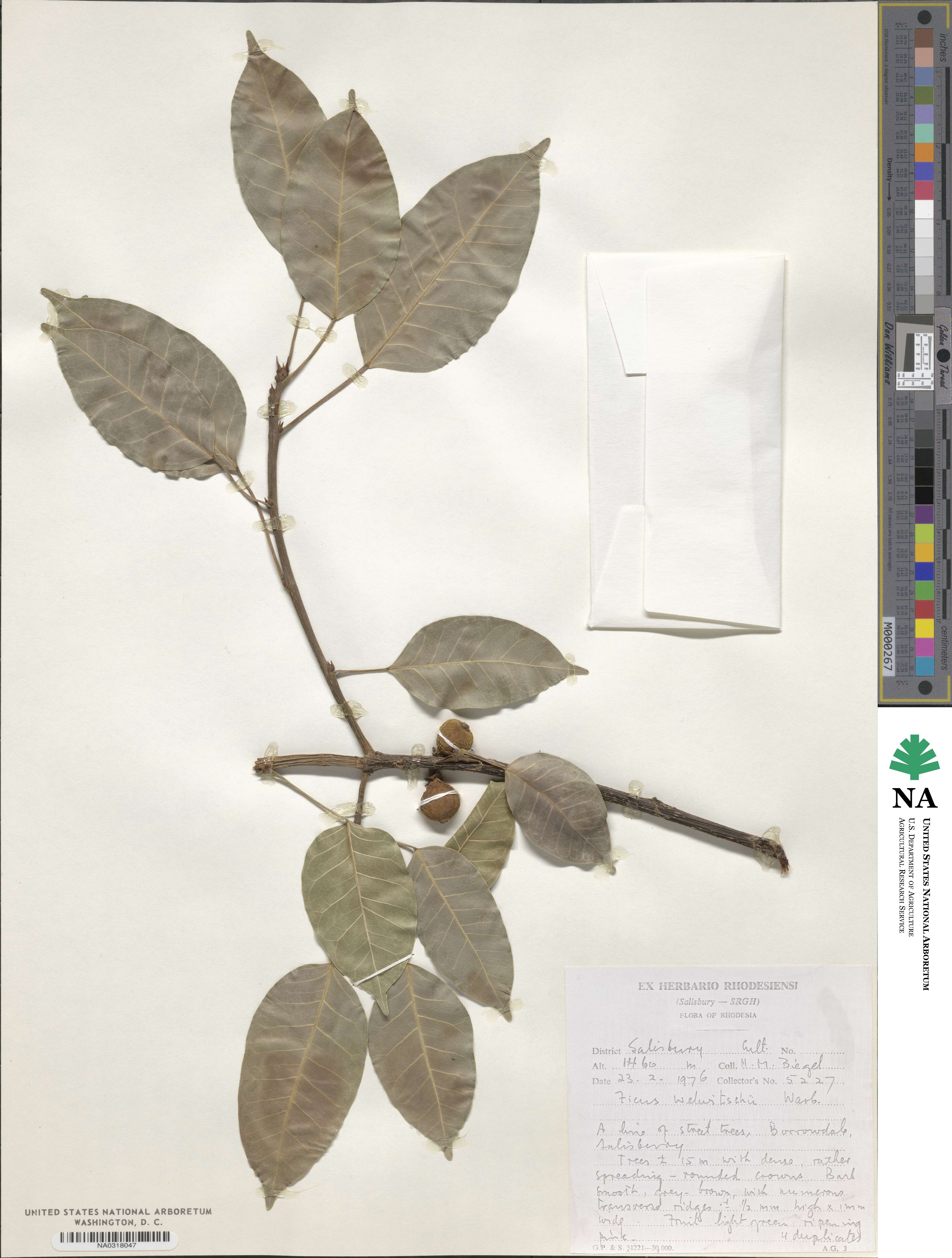 Ficus cordata subsp. cordata image