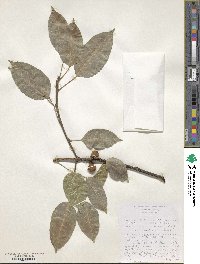 Ficus cordata image