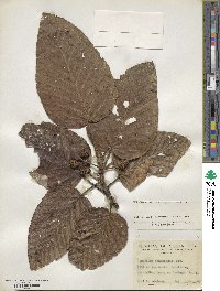 Coussapoa villosa image