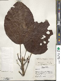 Coussapoa asperifolia image