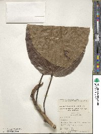 Coussapoa asperifolia subsp. magnifolia image