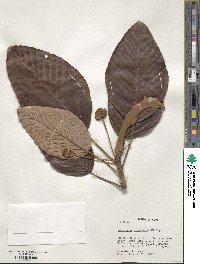 Coussapoa villosa image