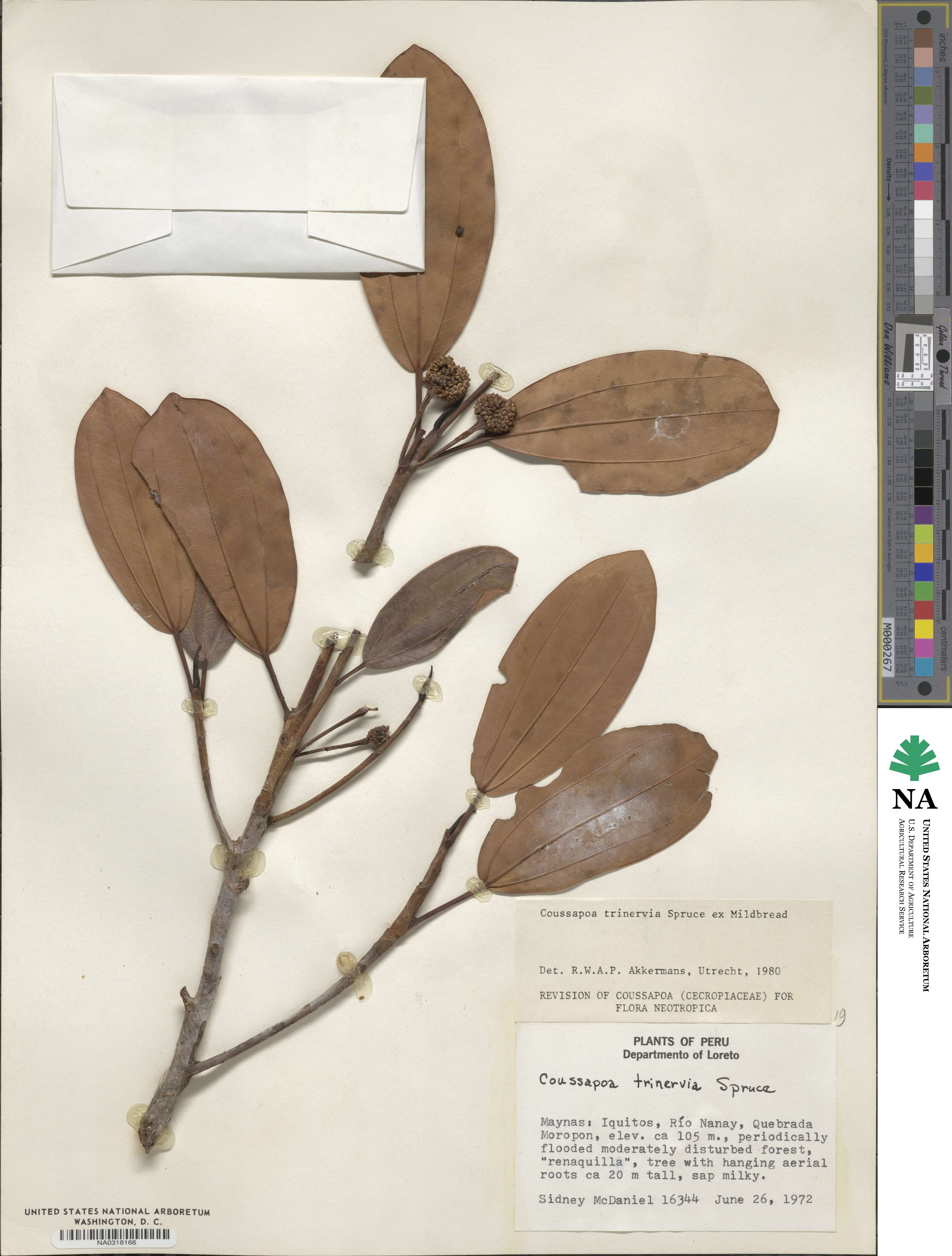 Coussapoa trinervia image