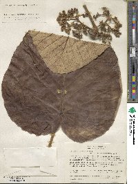 Coussapoa villosa image