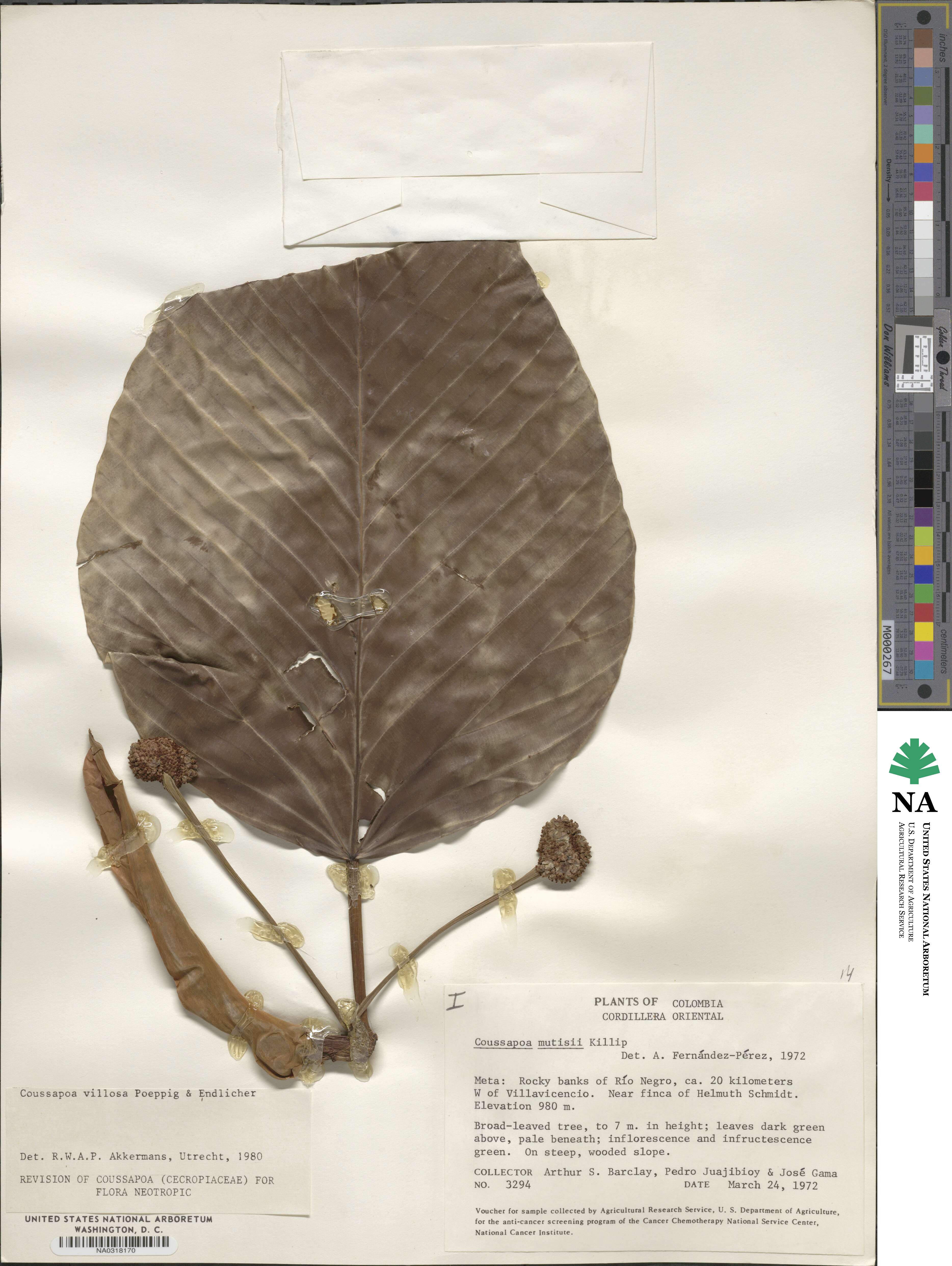 Coussapoa villosa image