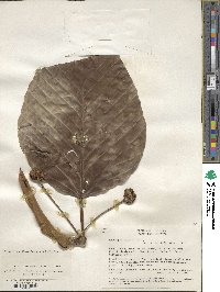 Coussapoa villosa image