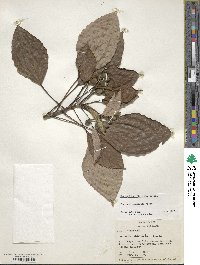 Pourouma acuminata image