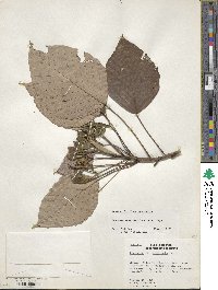 Pourouma acuminata image