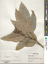 Pourouma guianensis subsp. guianensis image