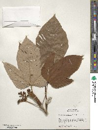 Pourouma guianensis subsp. guianensis image