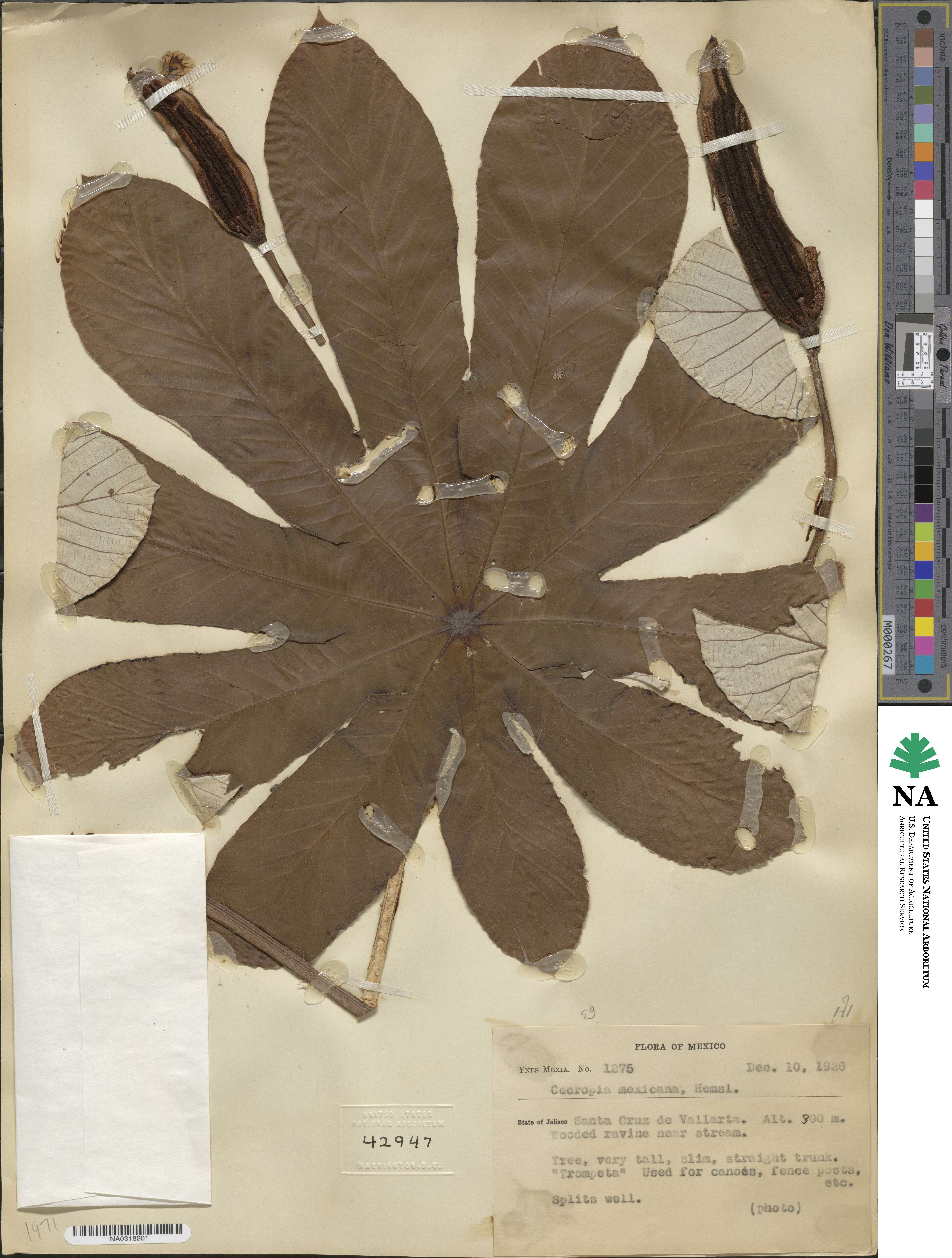 Cecropia obtusifolia subsp. obtusifolia image