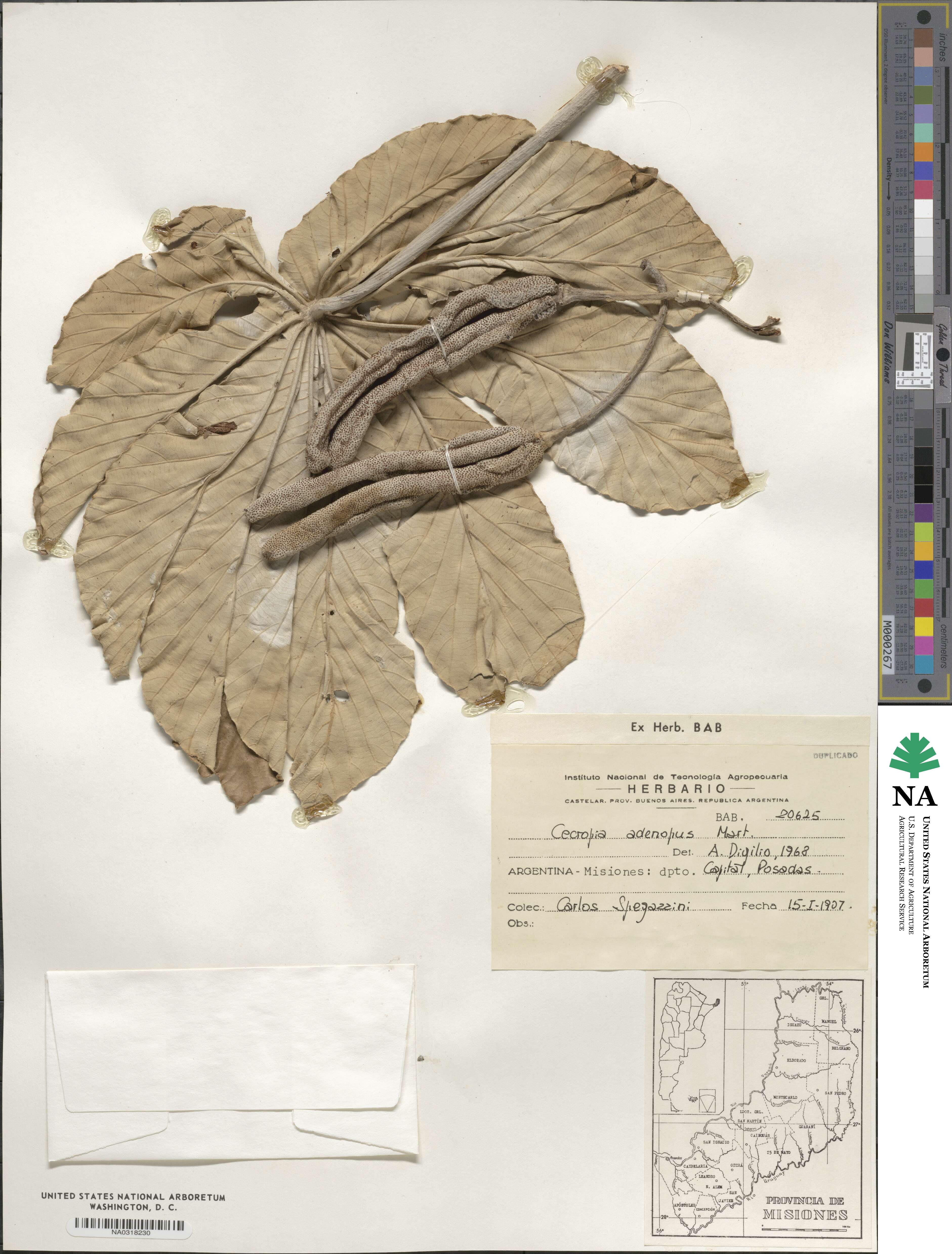 Cecropia pachystachya image