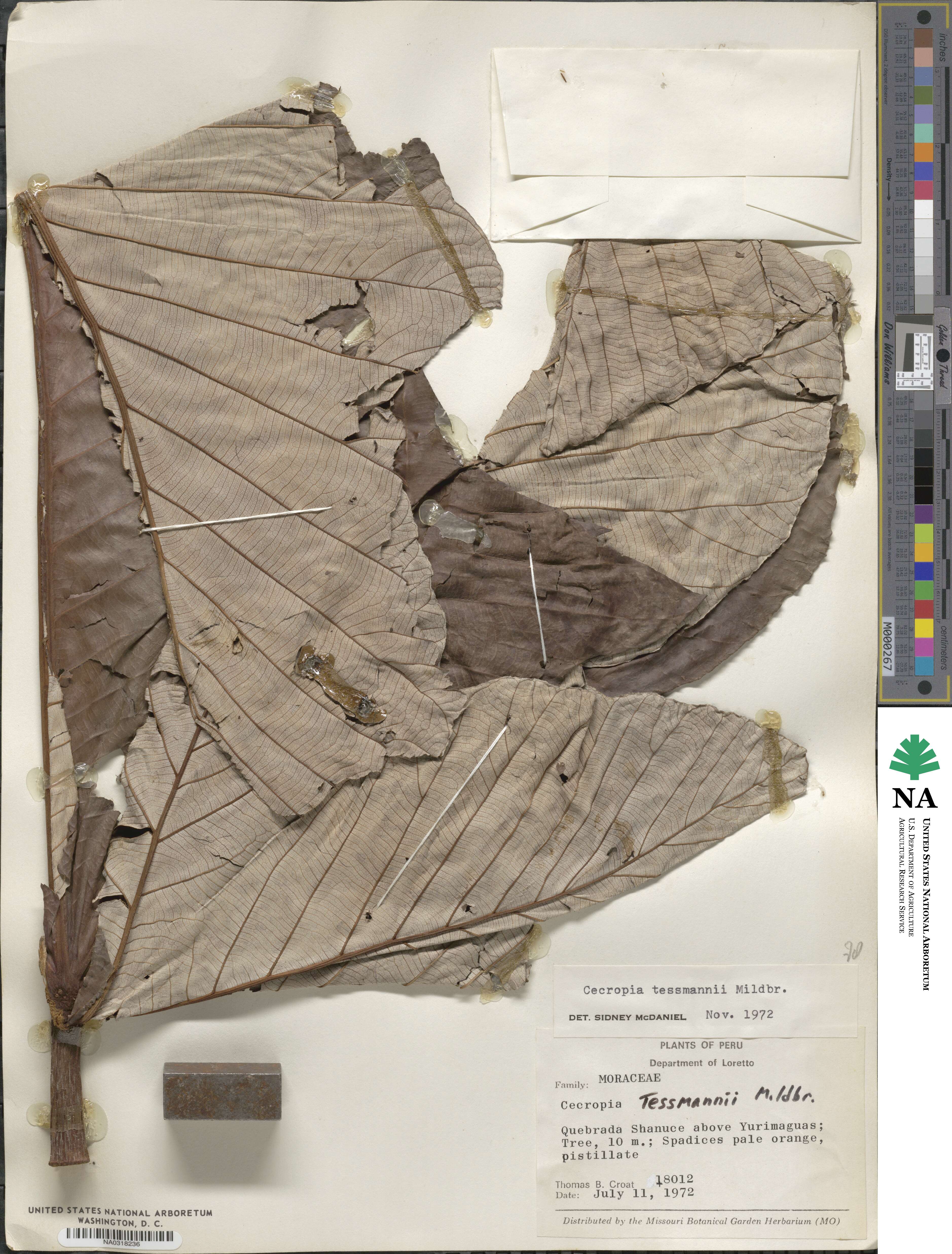 Cecropia membranacea image