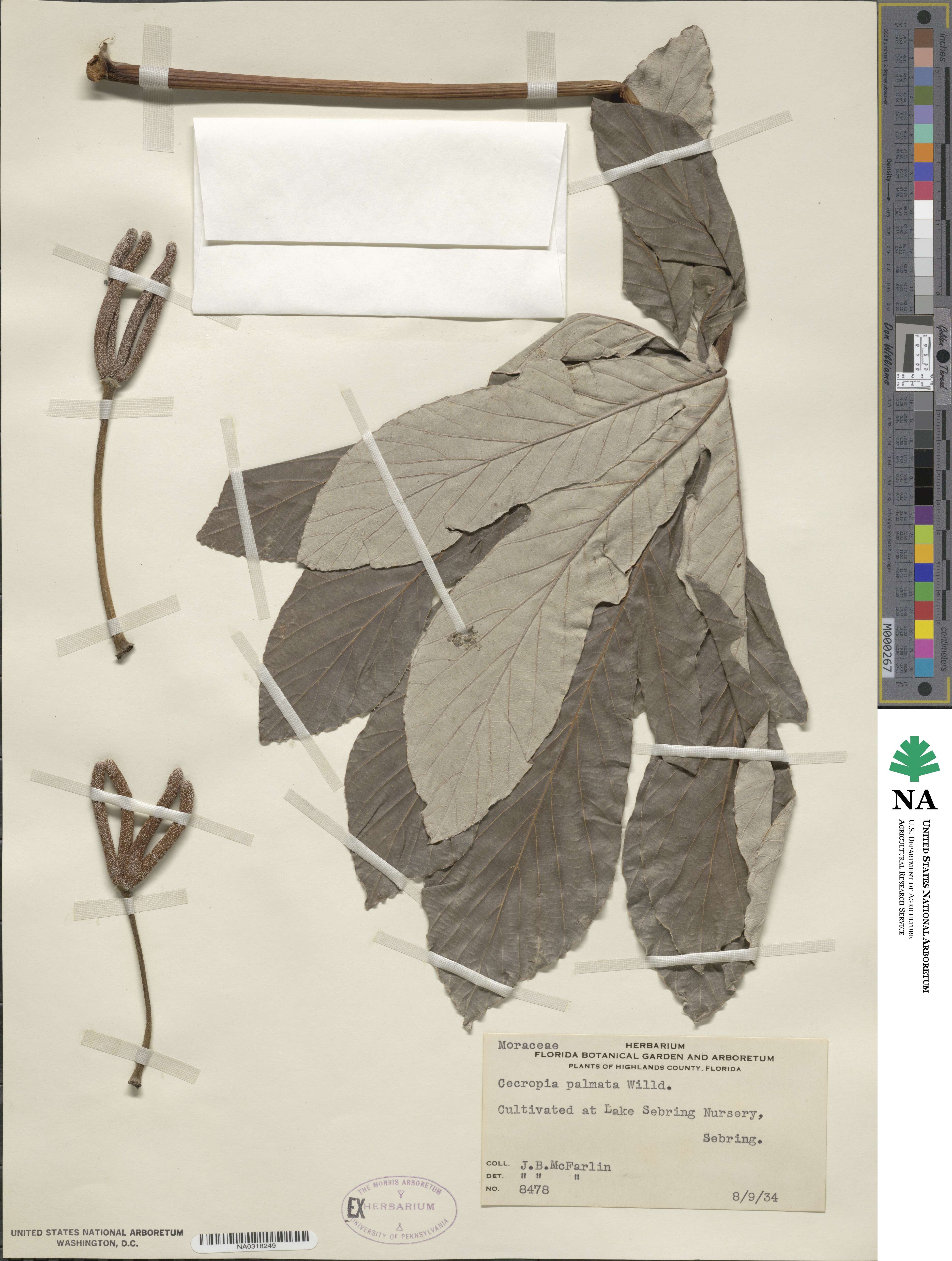 Cecropia palmata image