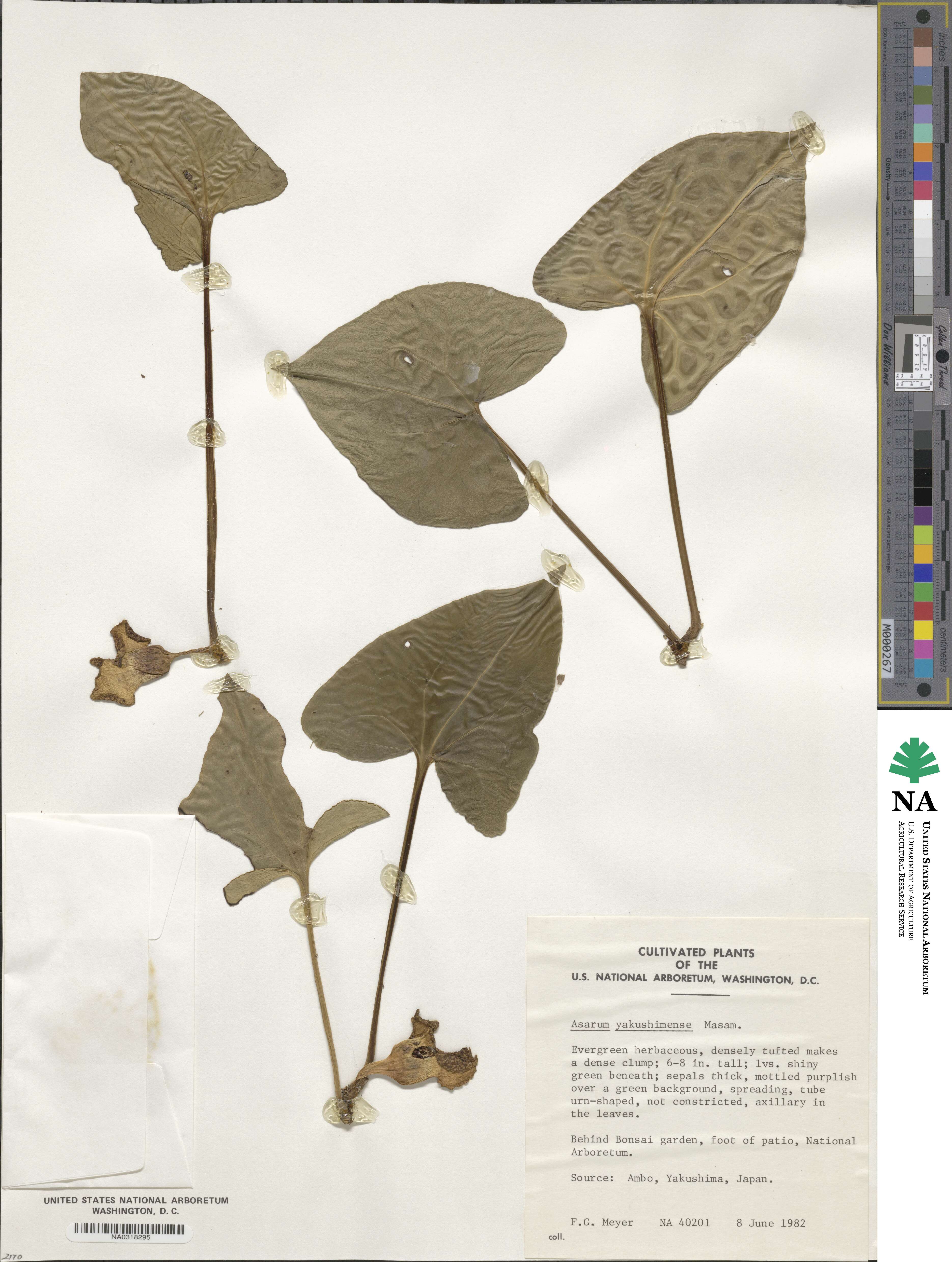 Asarum yakusimense image