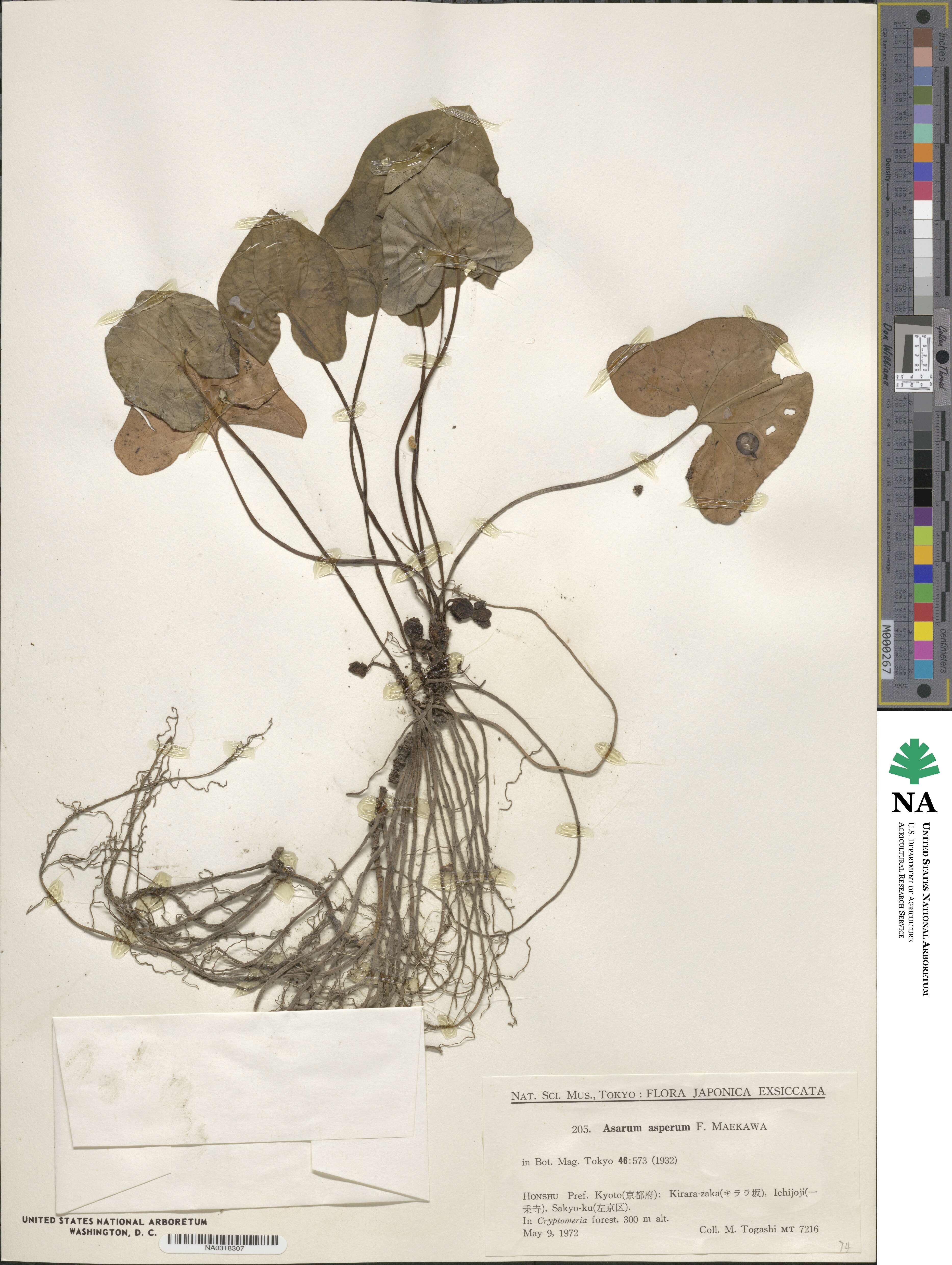 Asarum asperum image