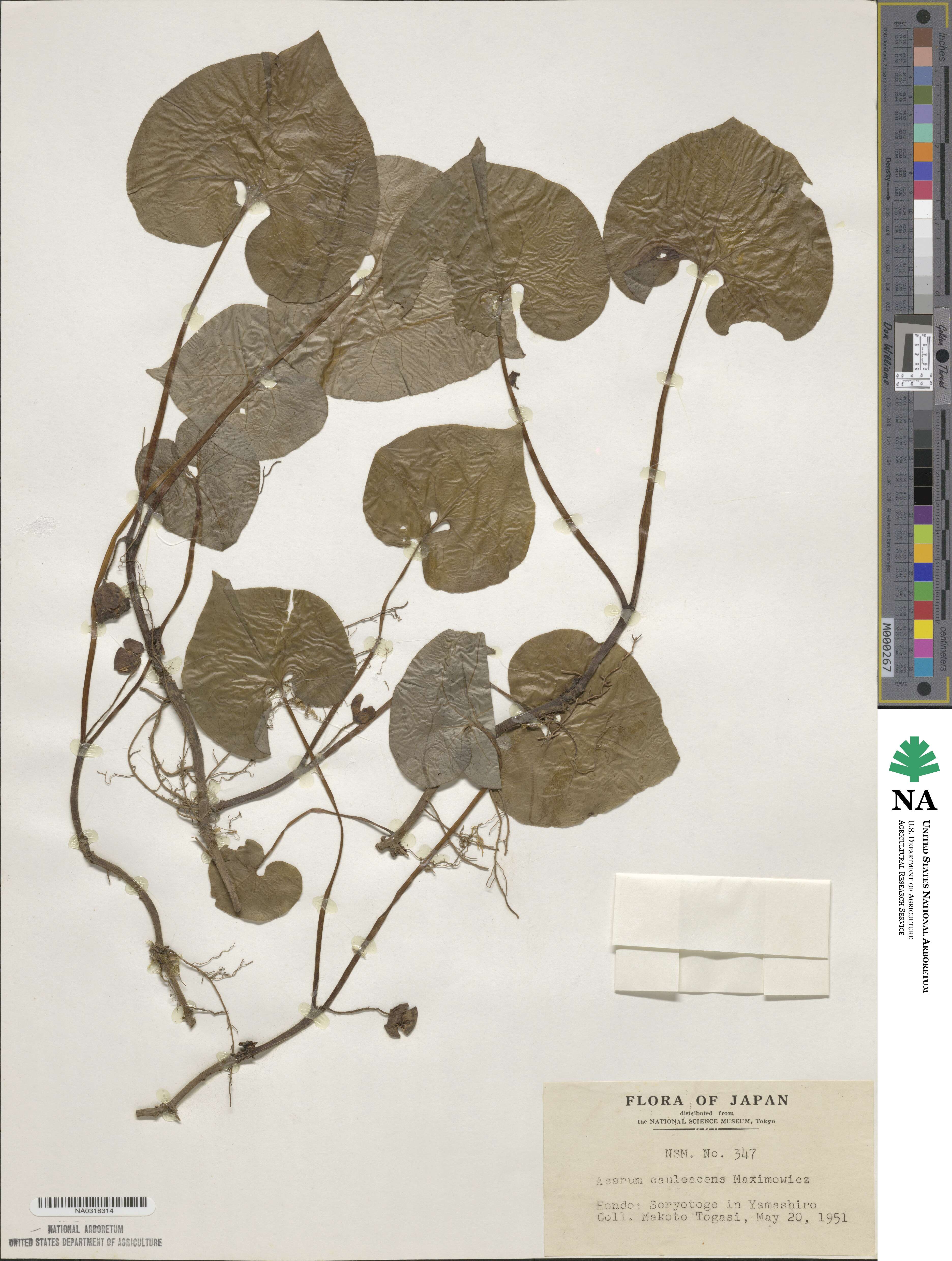 Asarum caulescens image