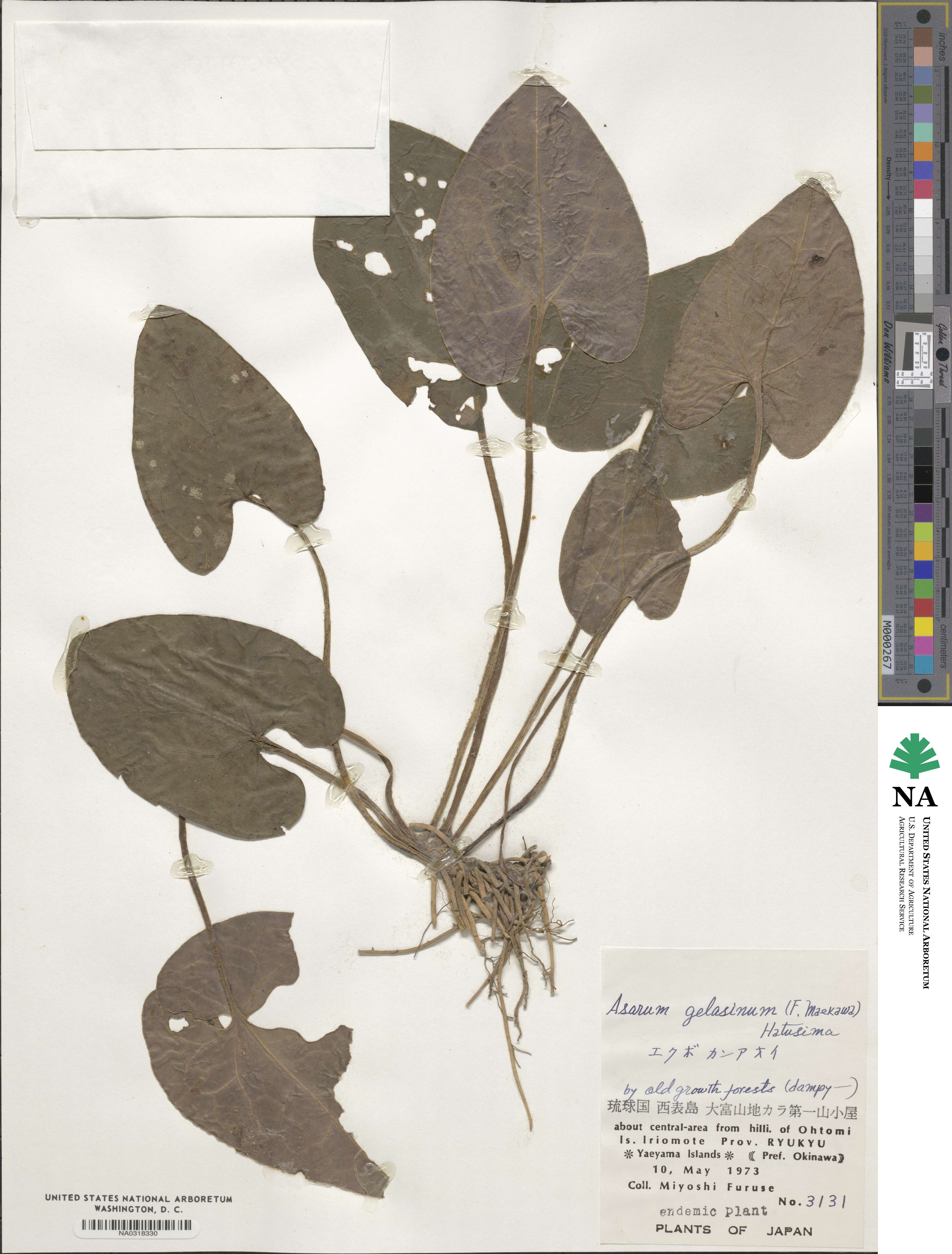 Asarum gelasinum image