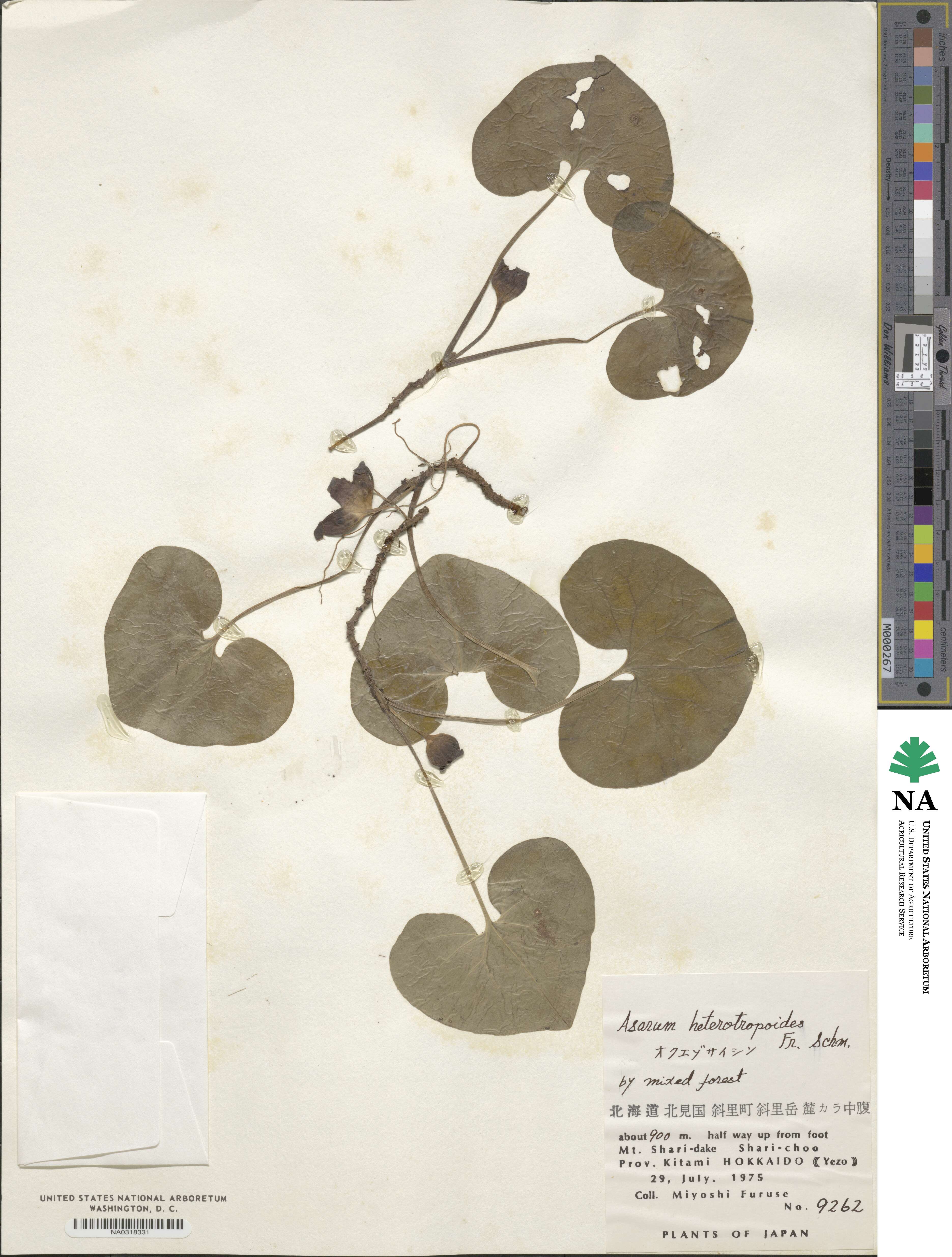 Asarum heterotropoides image