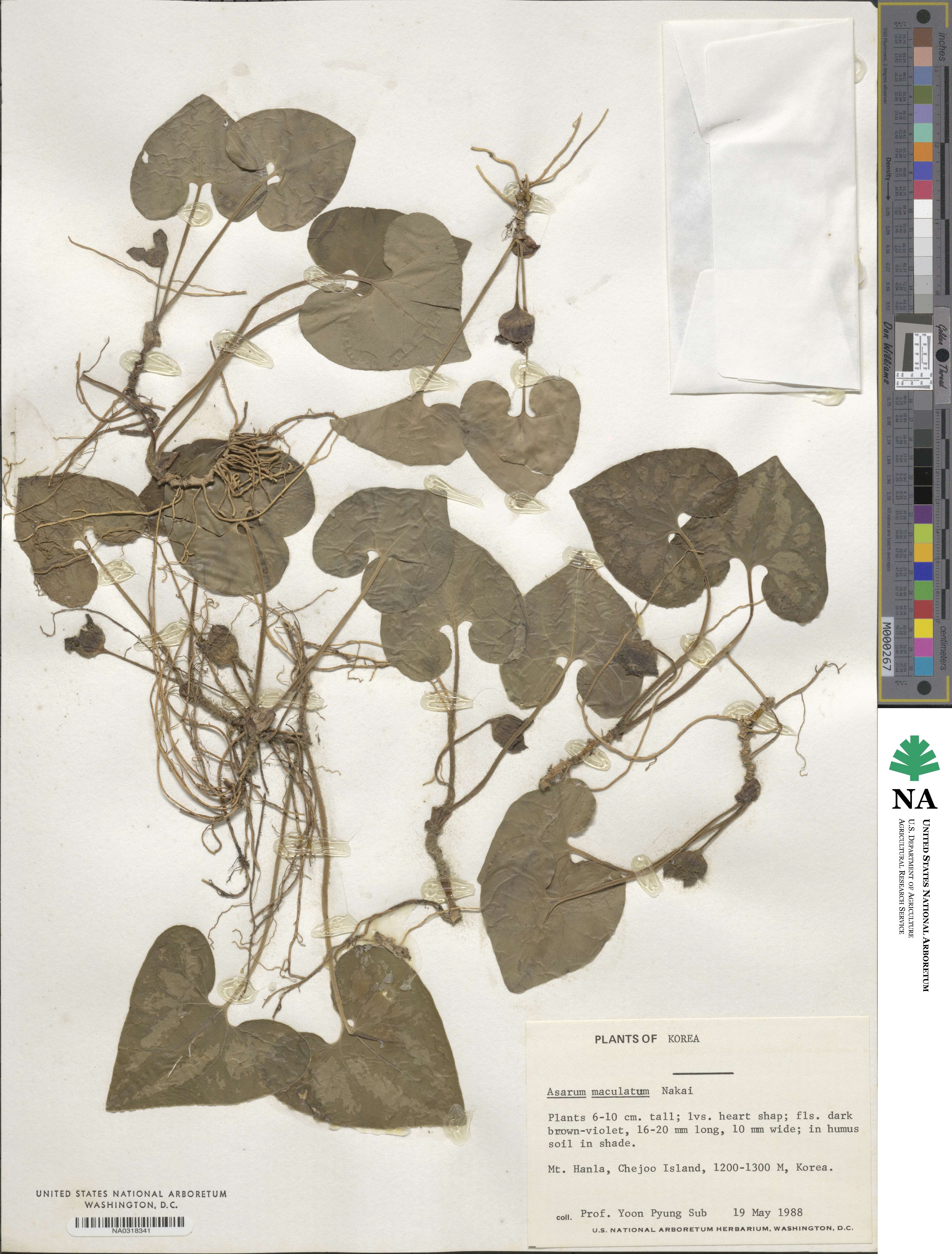 Asarum maculatum image
