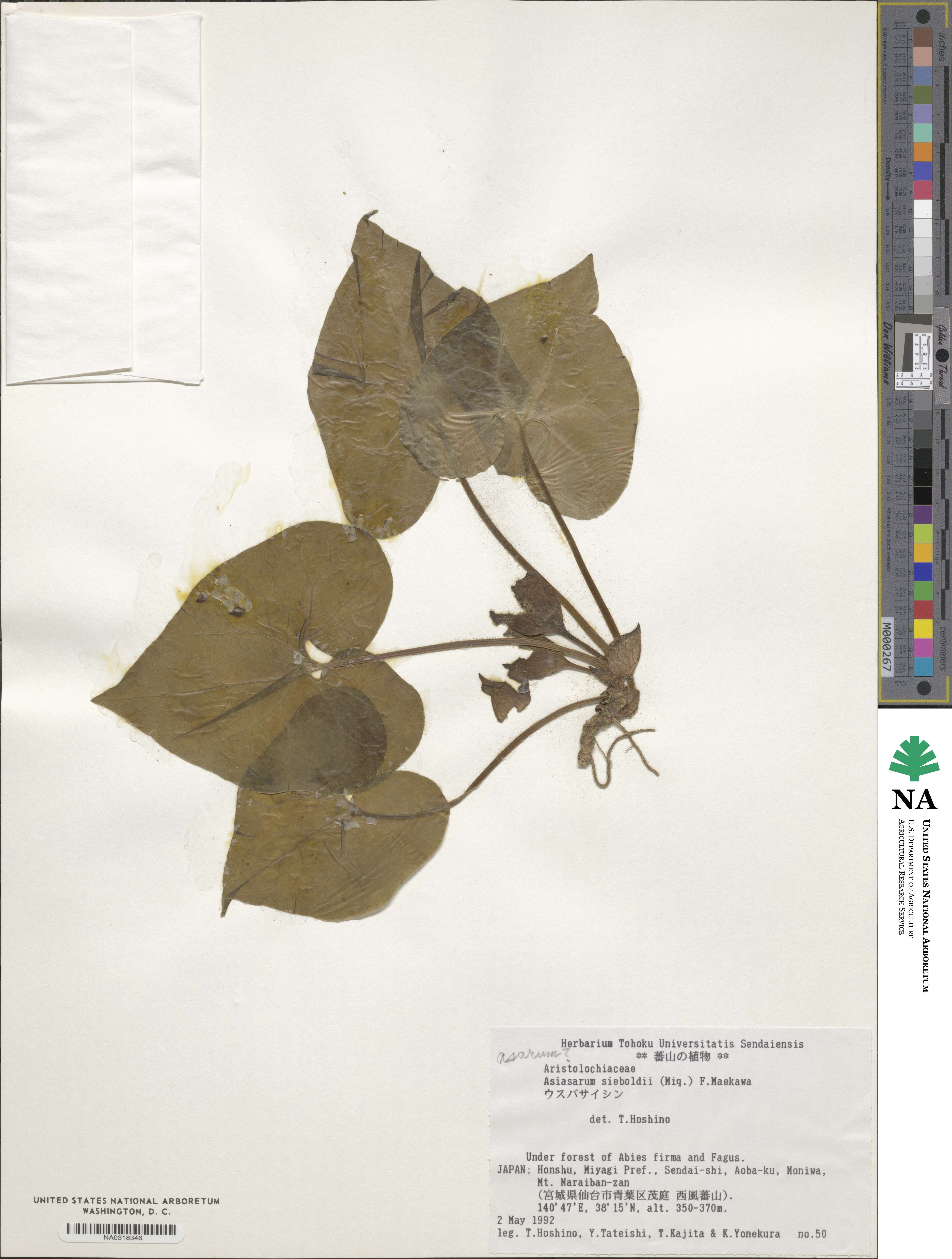 Asarum sieboldii image