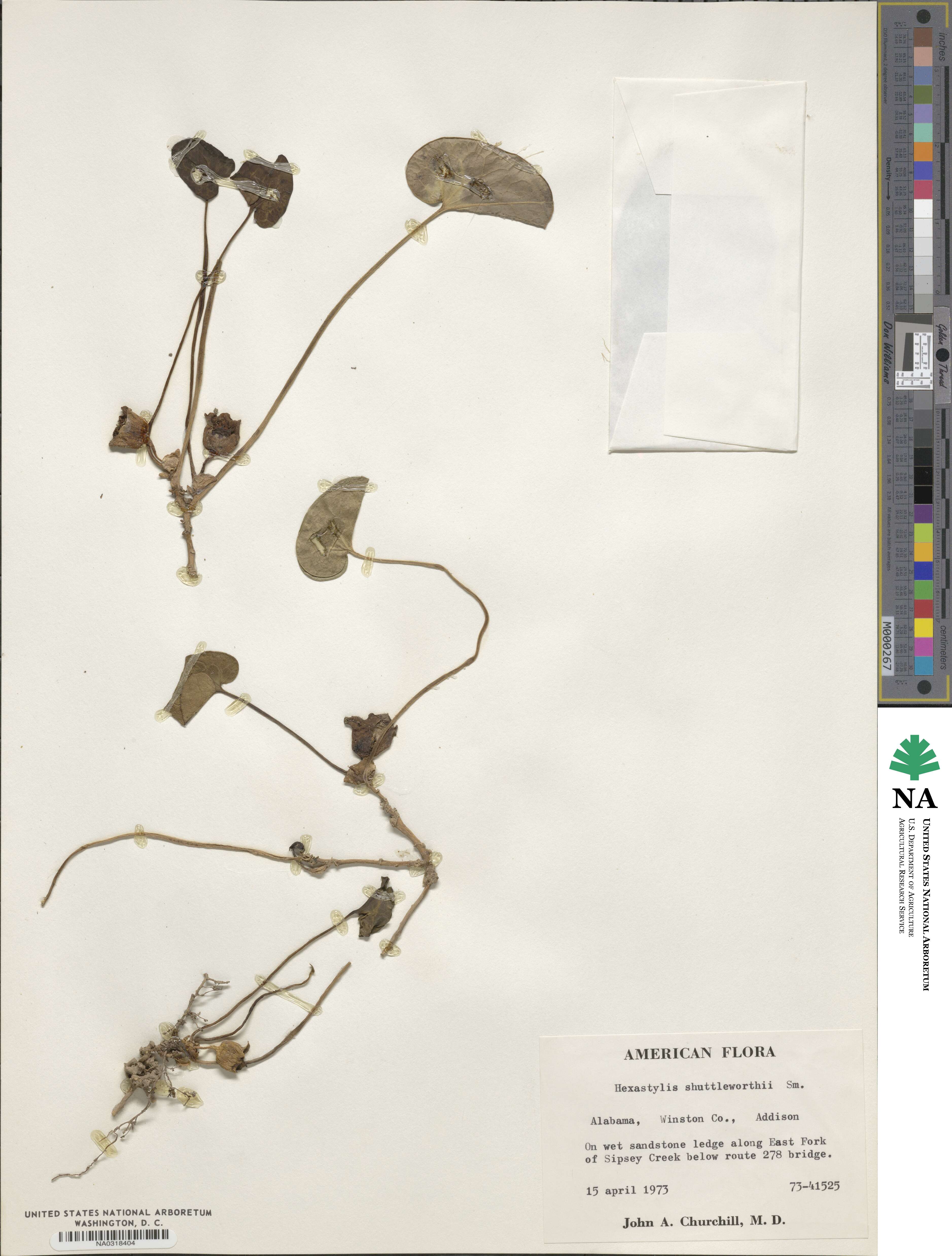 Hexastylis shuttleworthii image