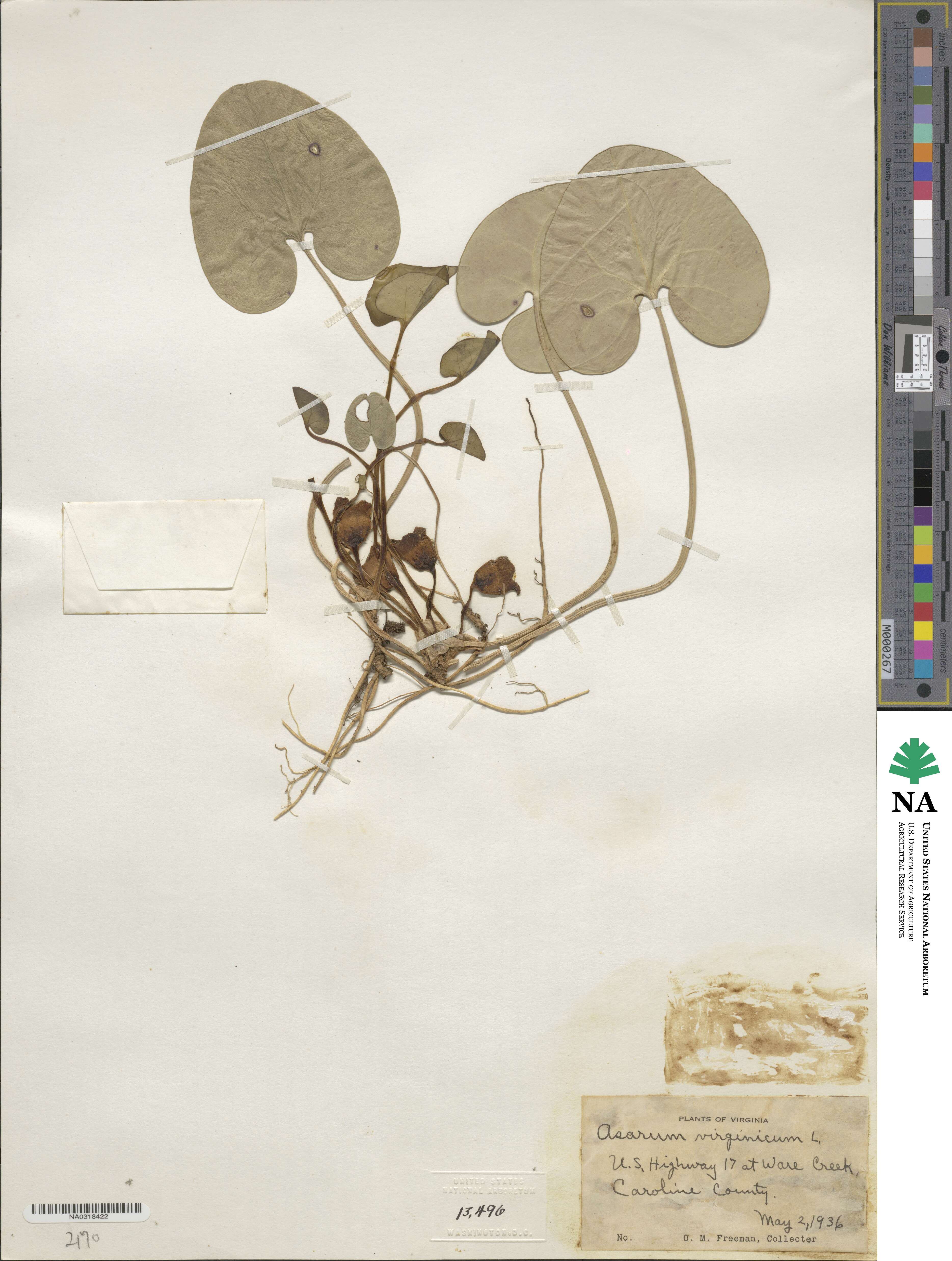 Asarum virginicum image
