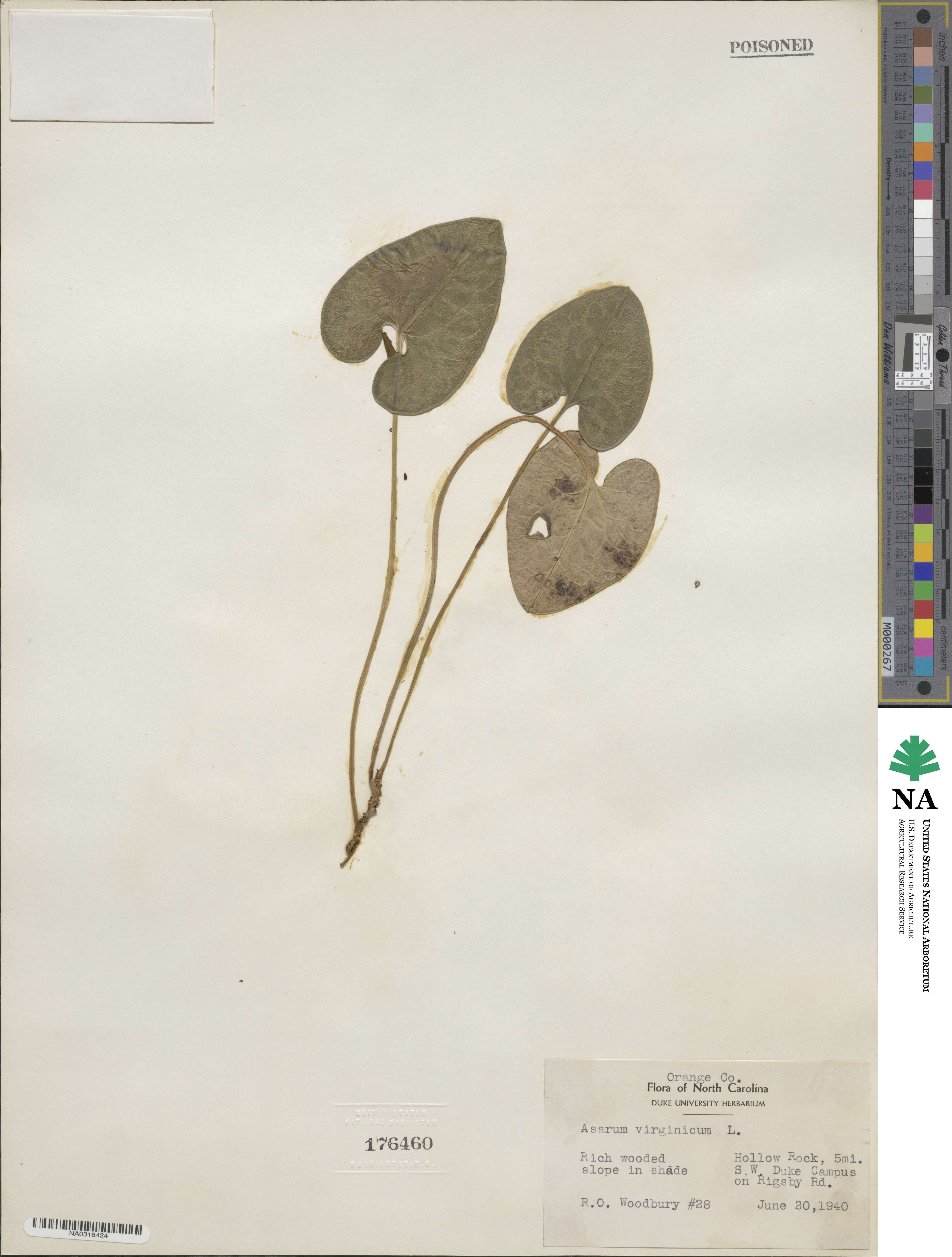 Asarum virginicum image