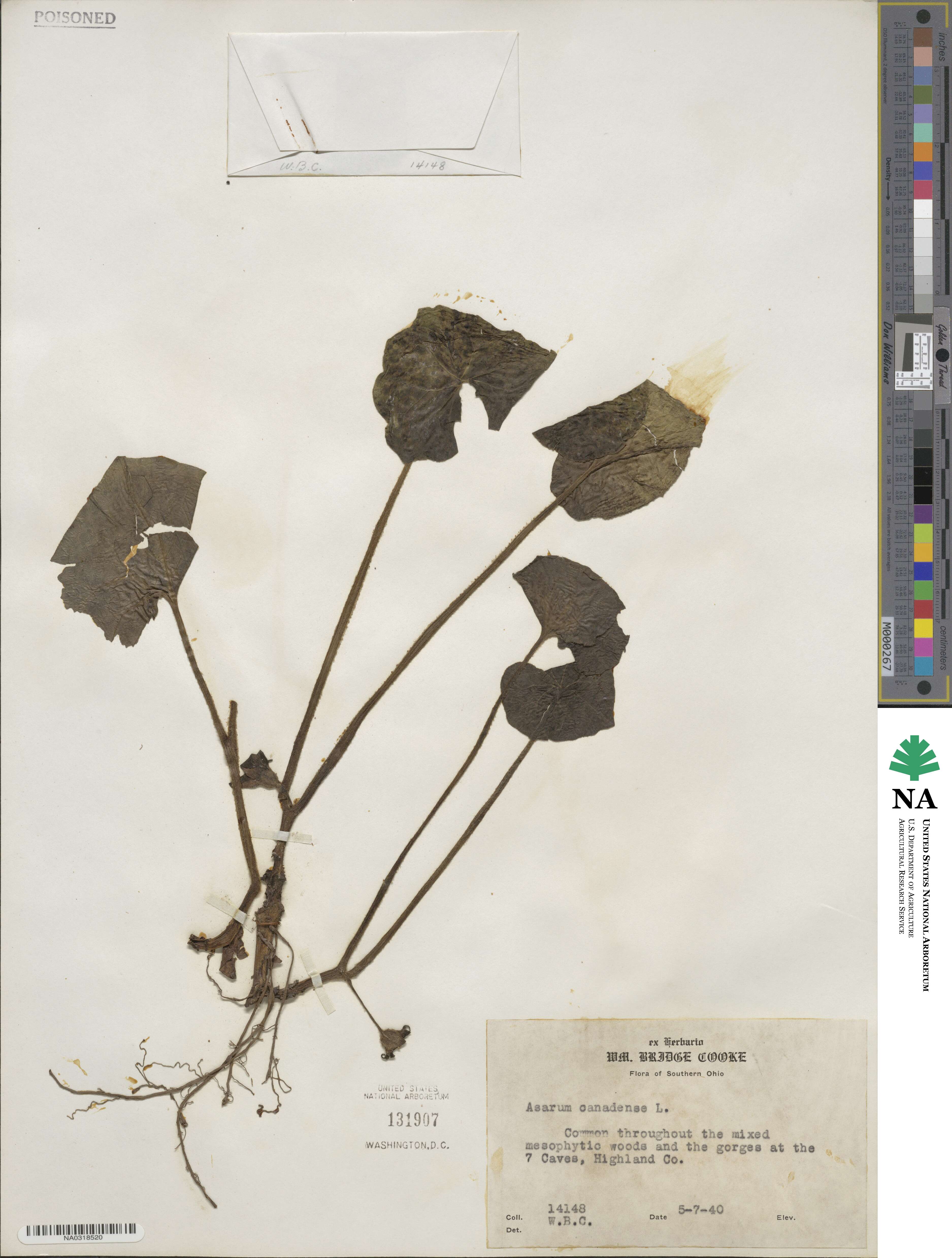 Asarum canadense image