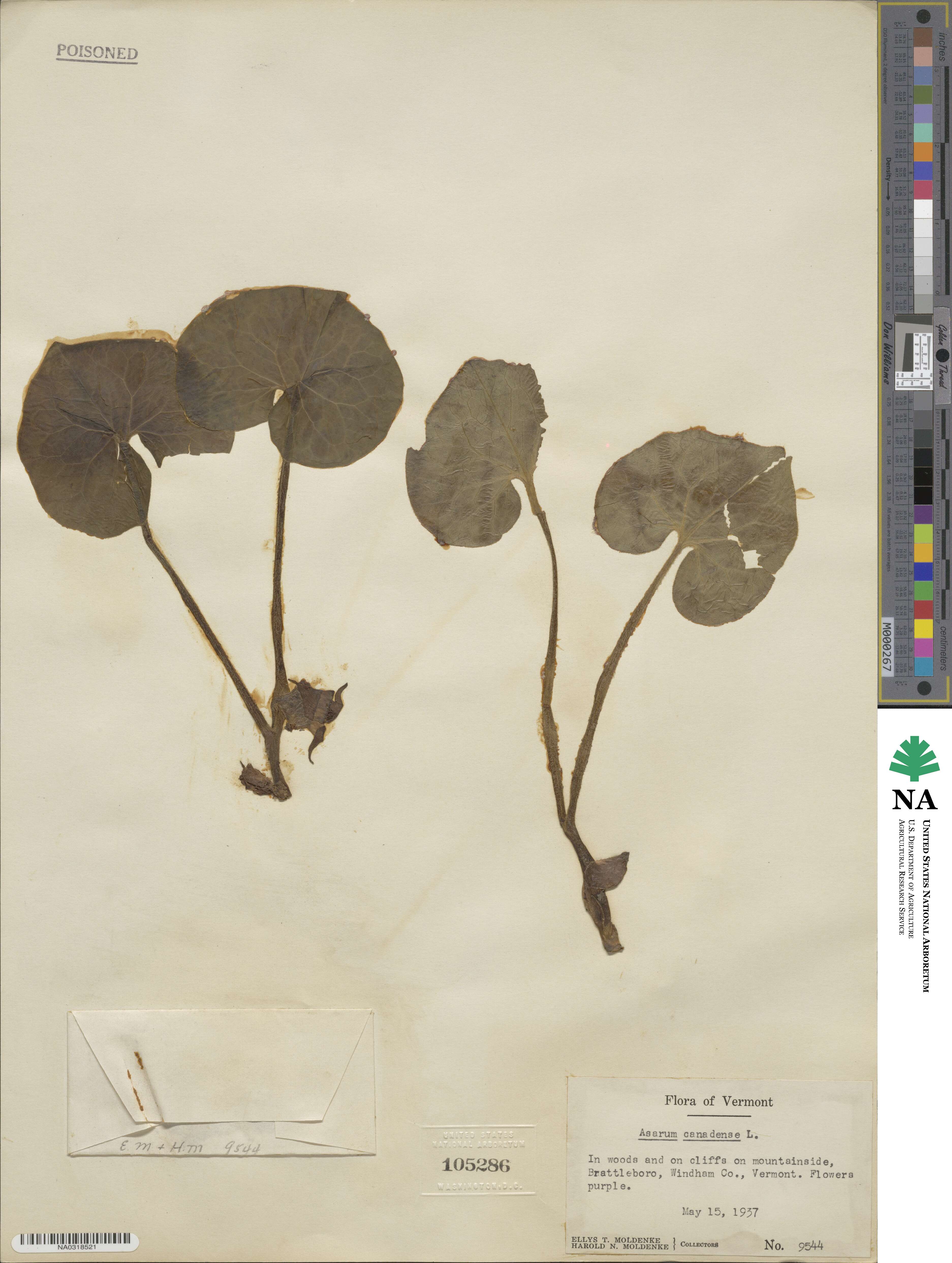 Asarum canadense image
