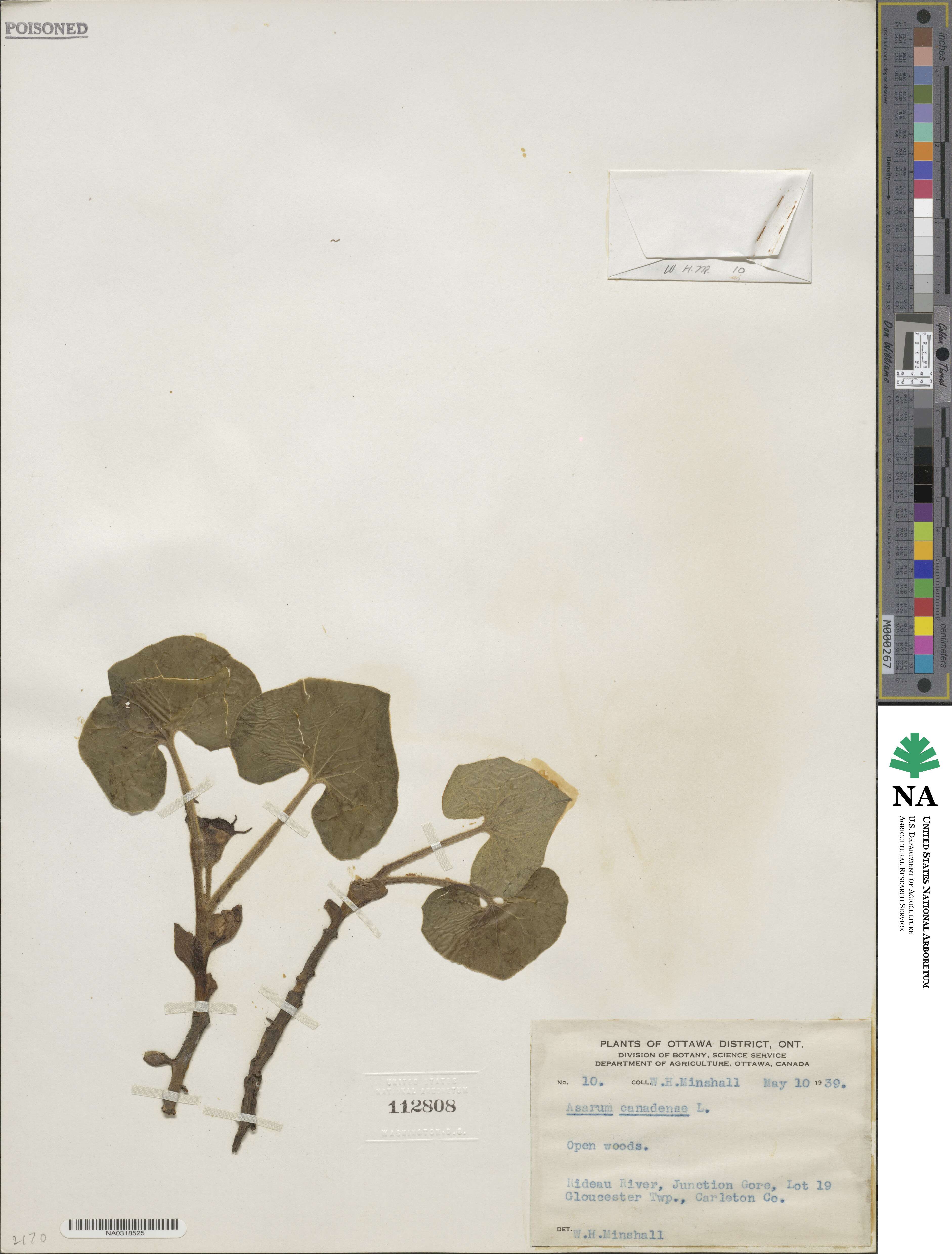 Asarum canadense image