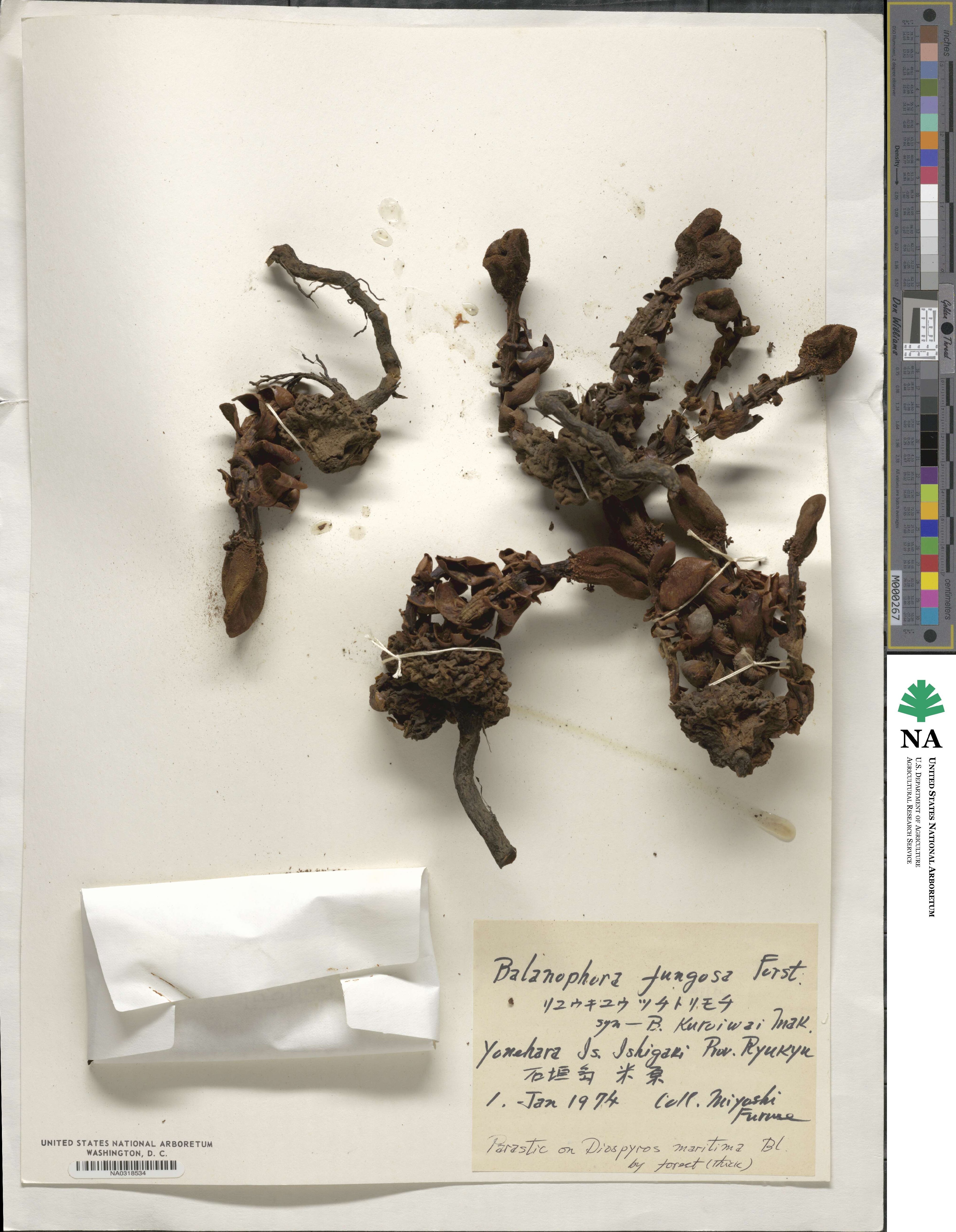Balanophora fungosa image