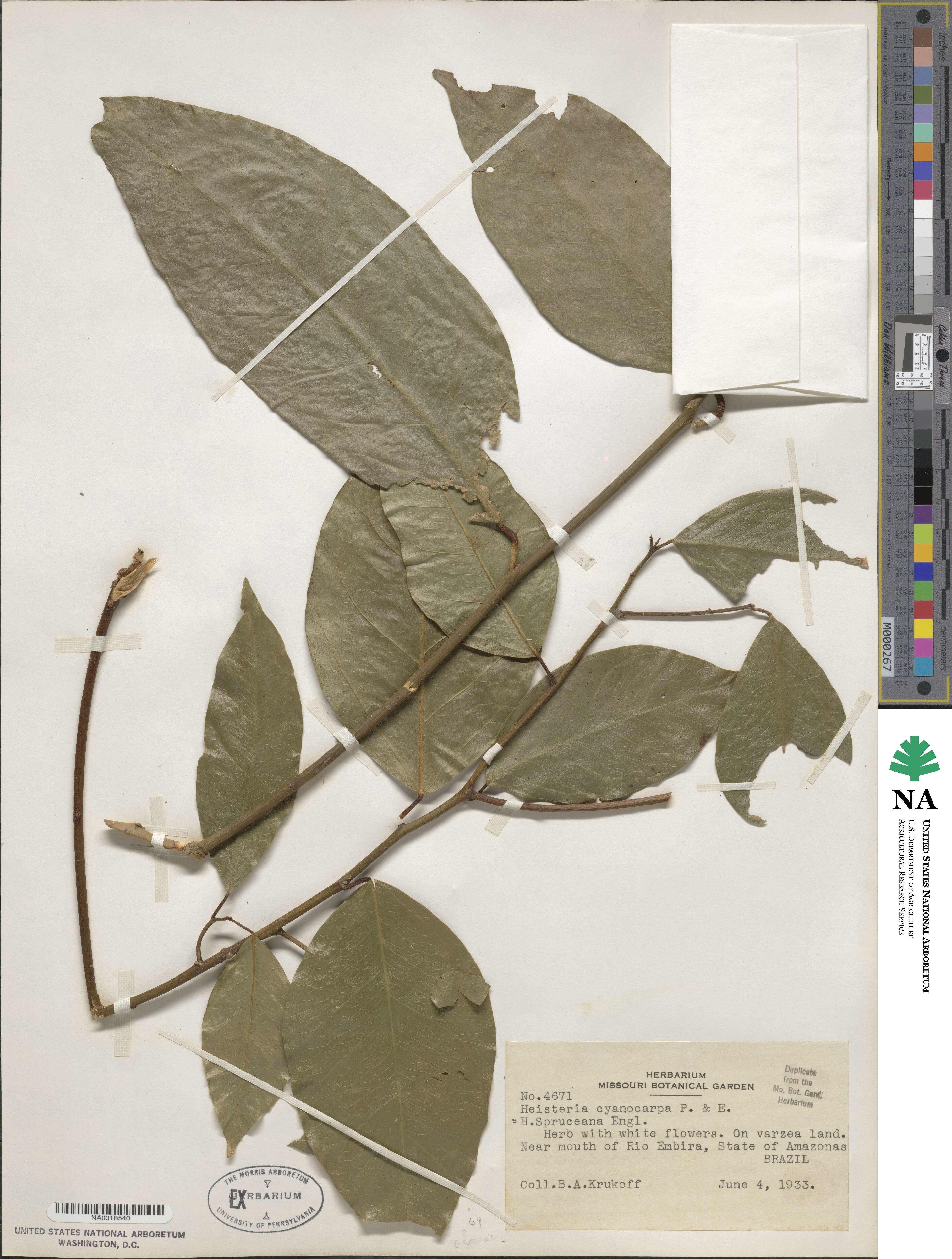 Heisteria acuminata image