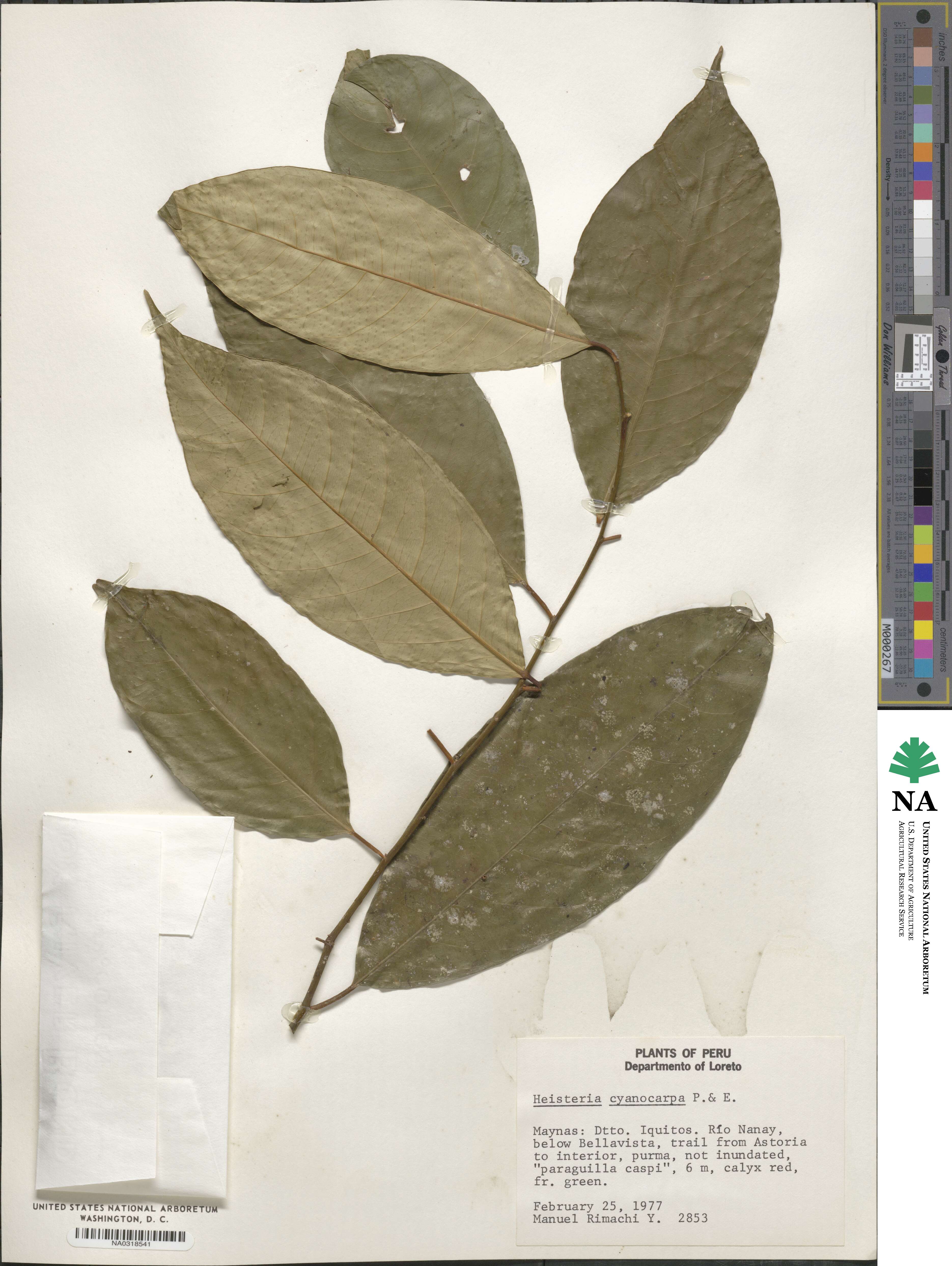 Heisteria acuminata subsp. acuminata image