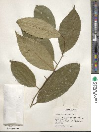 Heisteria acuminata image