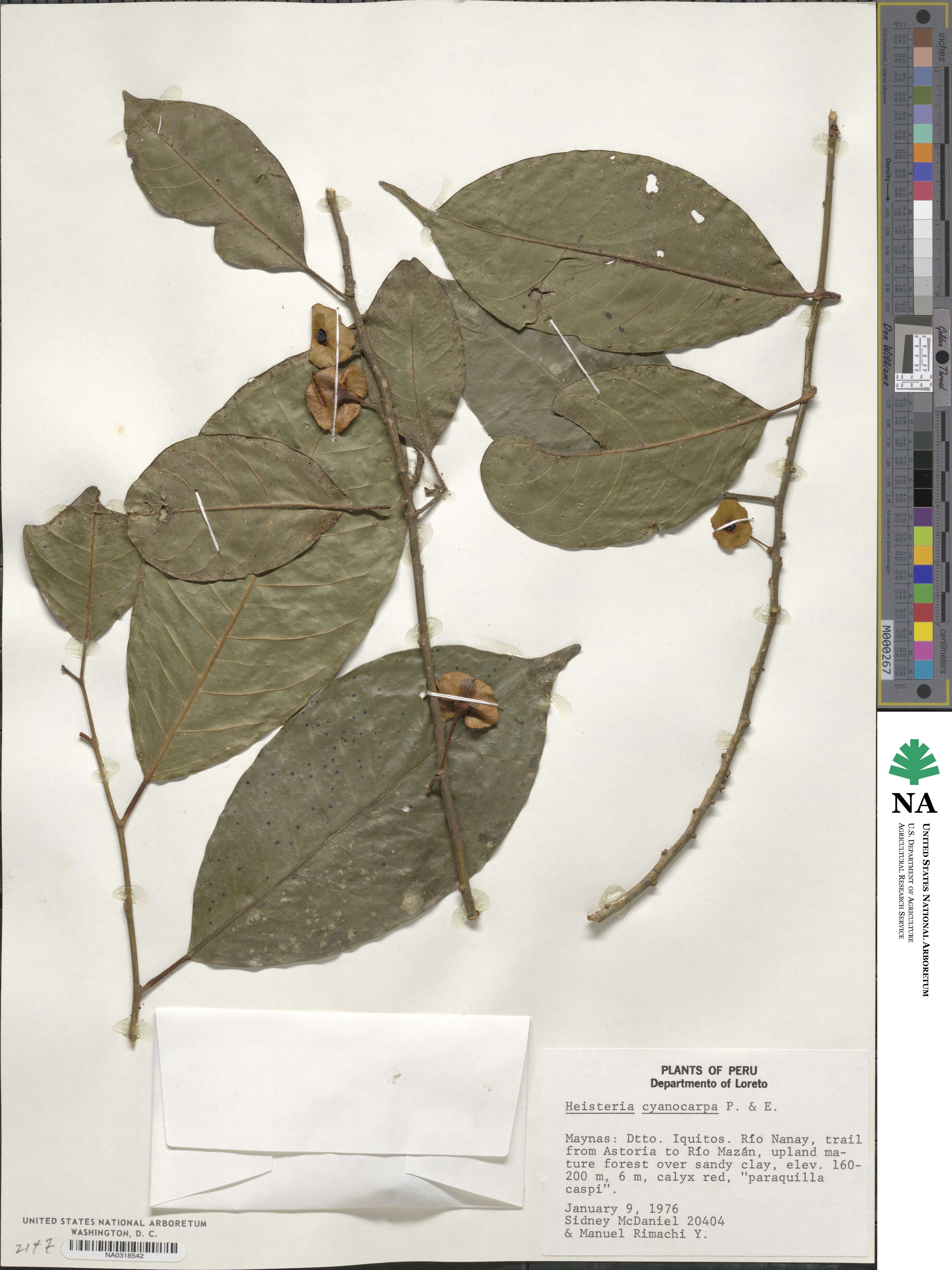 Heisteria acuminata subsp. acuminata image