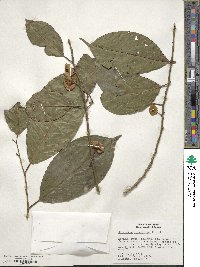 Heisteria acuminata image